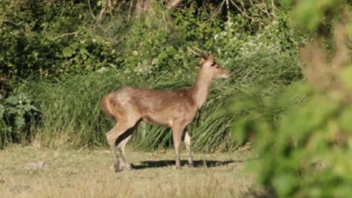 West Bali National Park: Complete Guide to Bali’s Hidden Wildlife Paradise