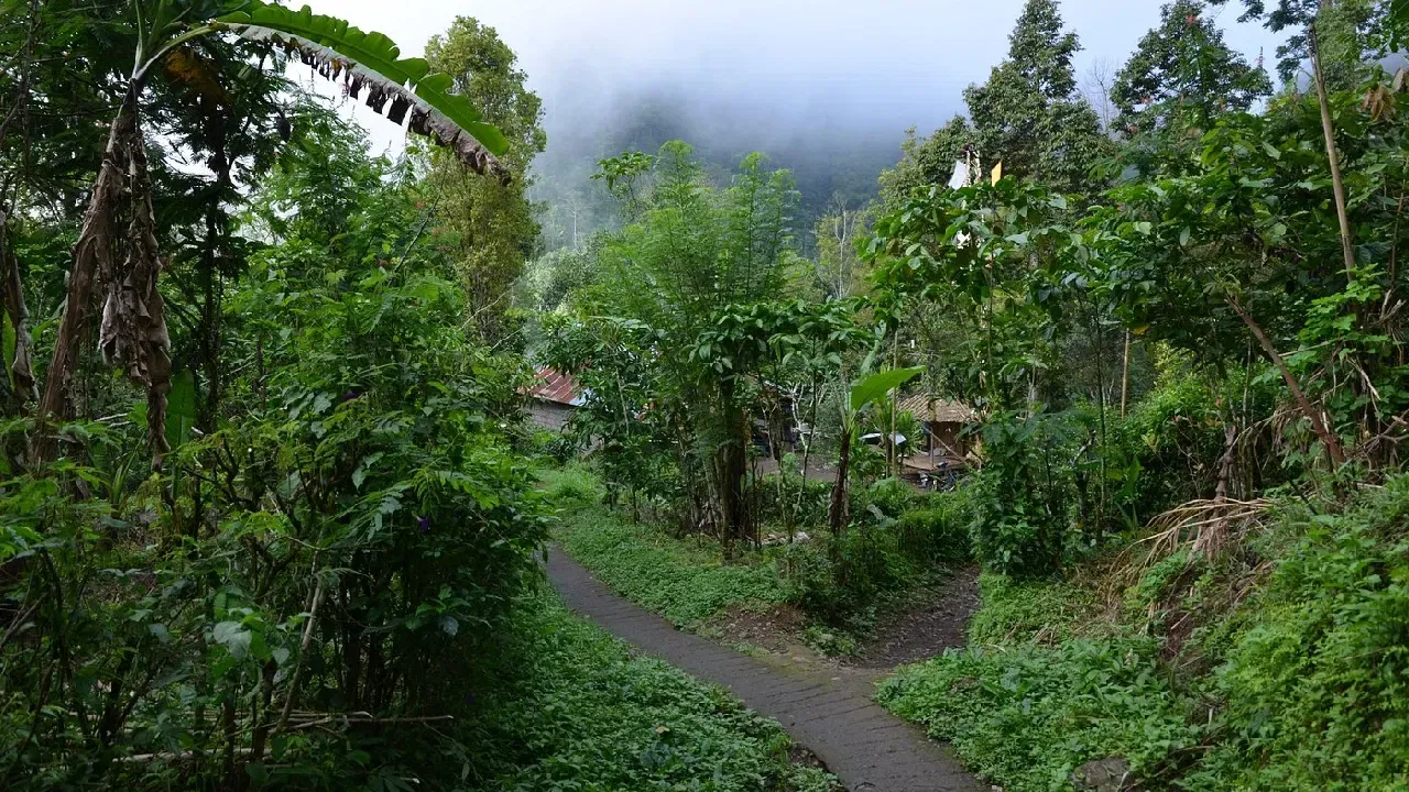 Munduk Highlands green lush besides a village road 