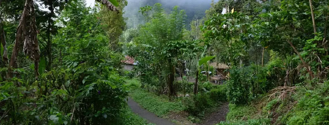 Munduk Highlands green lush besides a village road