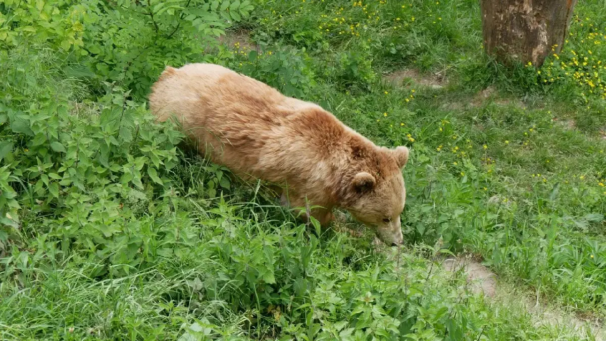 View of bear in bear park, Bern