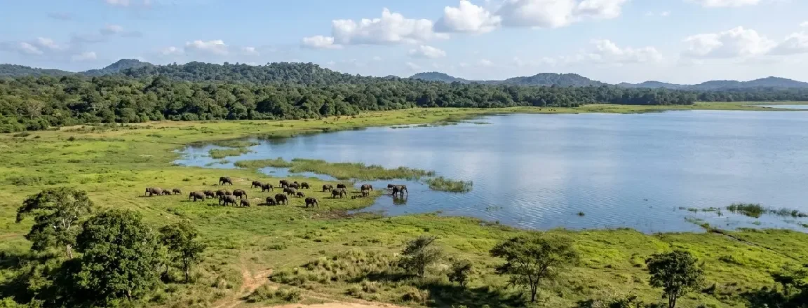 Minneriya National Park: Safari, Best Time, Fees & Travel Guide