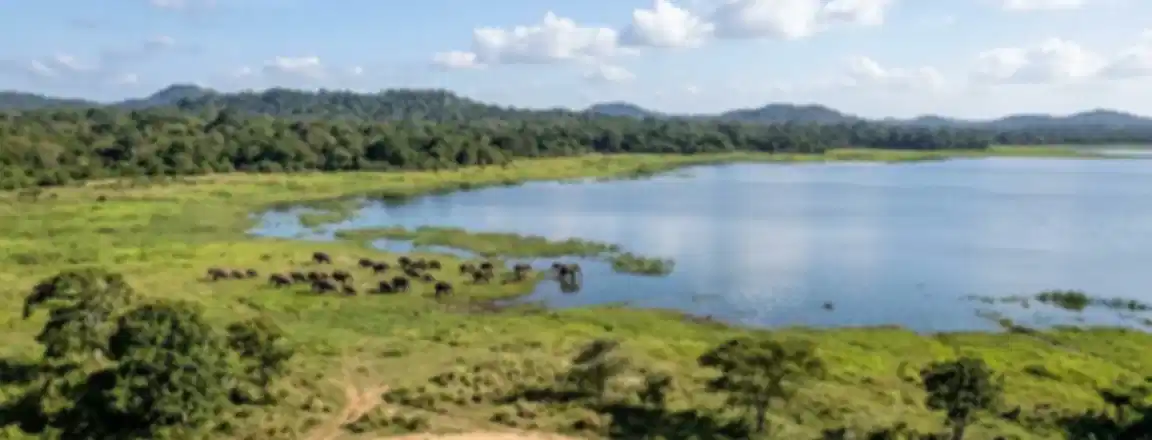 Minneriya National Park: Safari, Best Time, Fees & Travel Guide