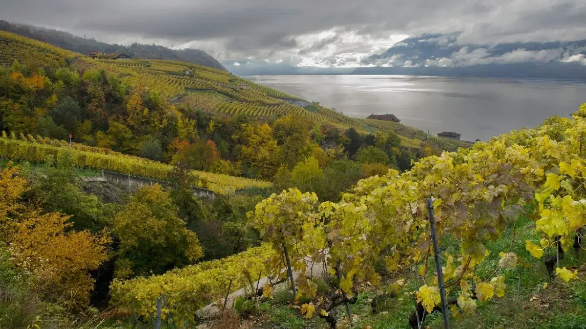 View of lavaux vineyard in autumn