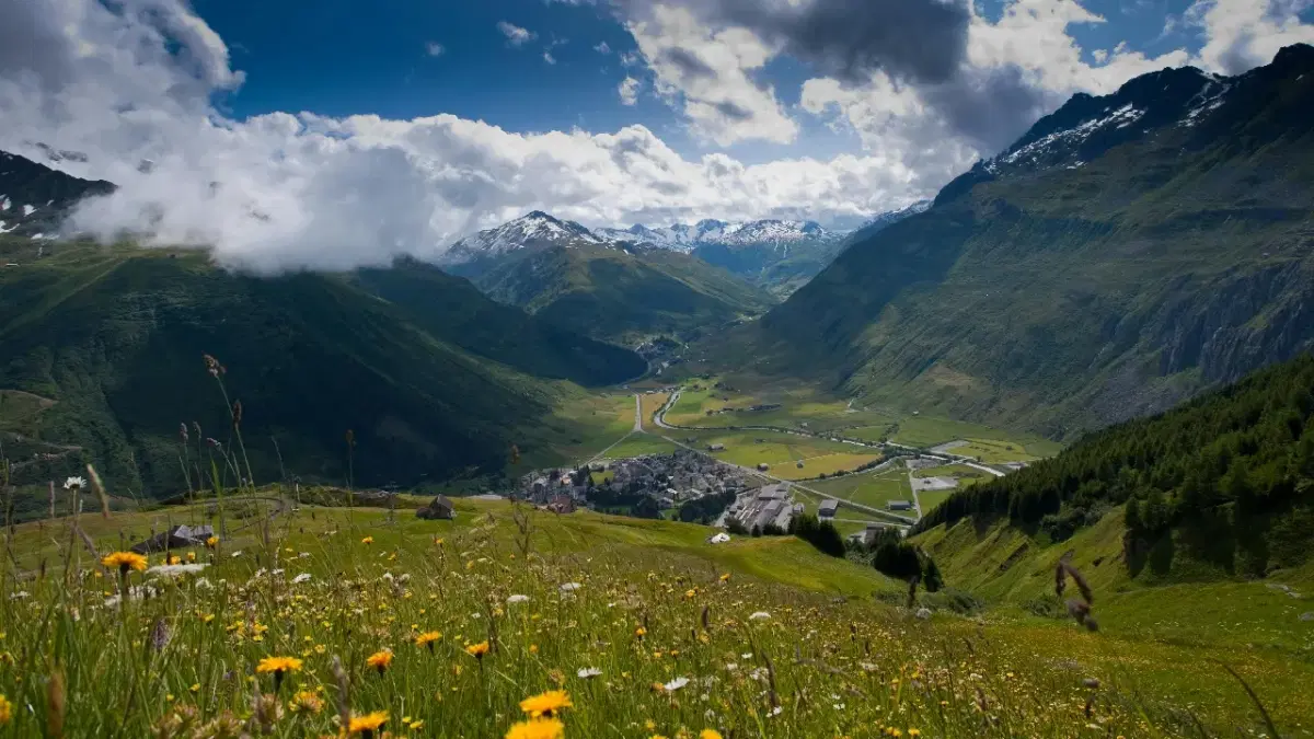 View of flowers blooming in Switzerland at the valleys during spring