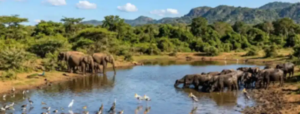 Udawalawe National Park: The Complete Sri Lanka Elephant Safari Guide (2026)