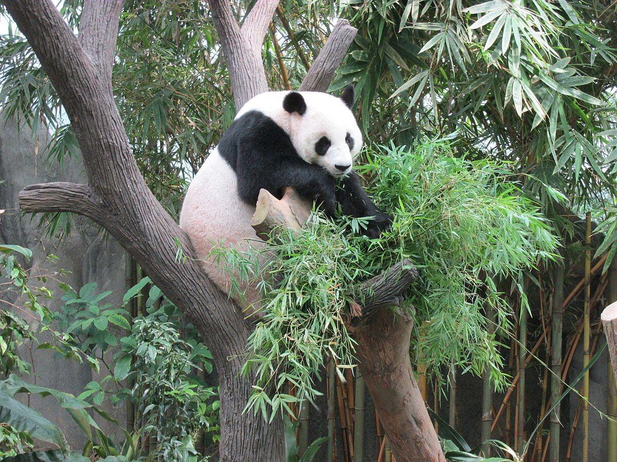 Giant Panda Forest Singapore