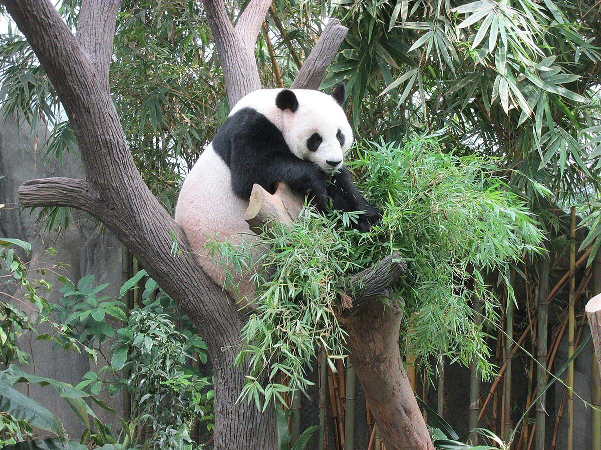 Giant Panda Forest Singapore