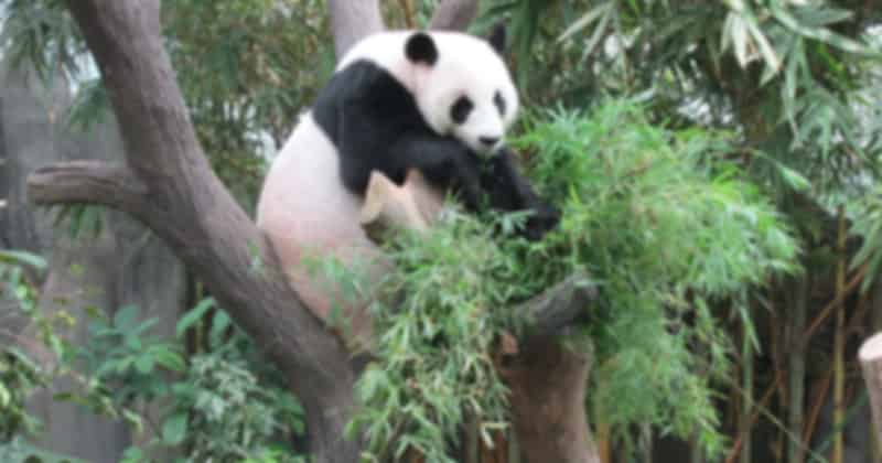 Panda_Forest_7e7b7219a5.jpg