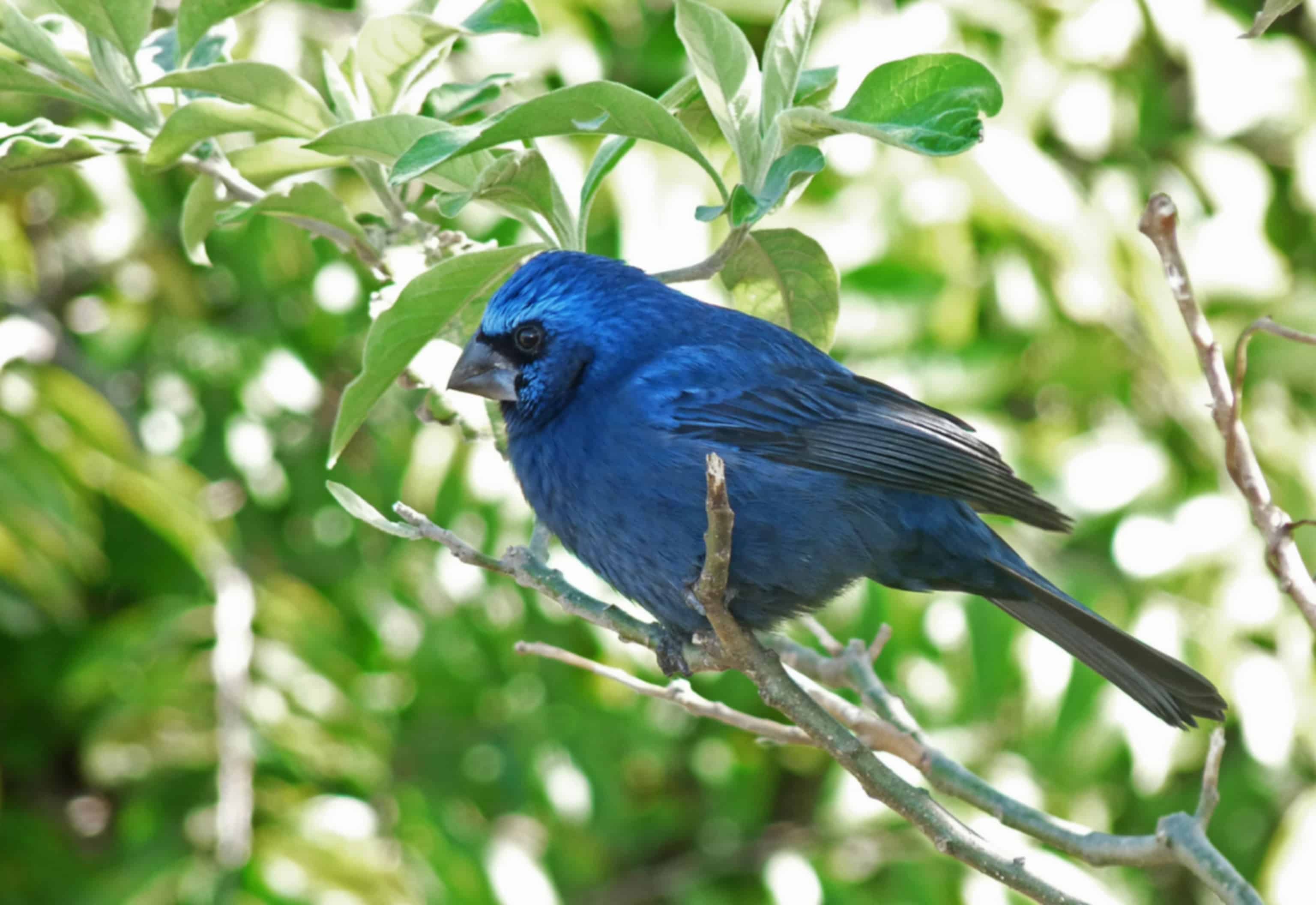 Phuket Bird Park 2026: Tickets, Bird Shows, Timings, Tips & Visitor Guide