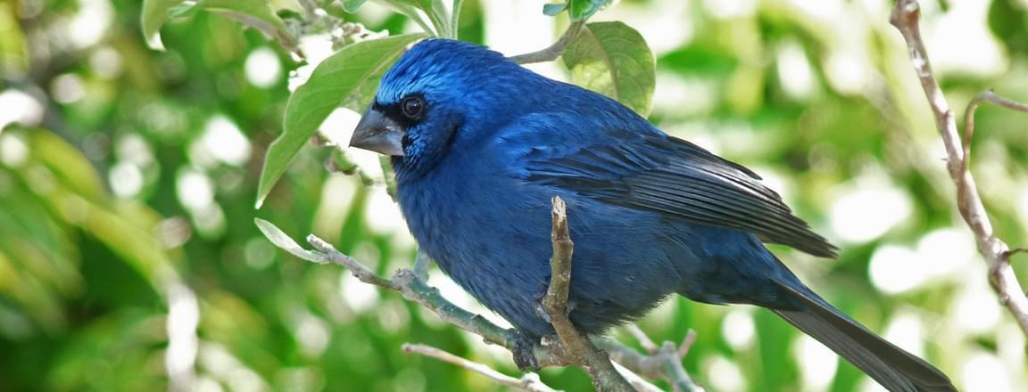 Phuket Bird Park .jpg