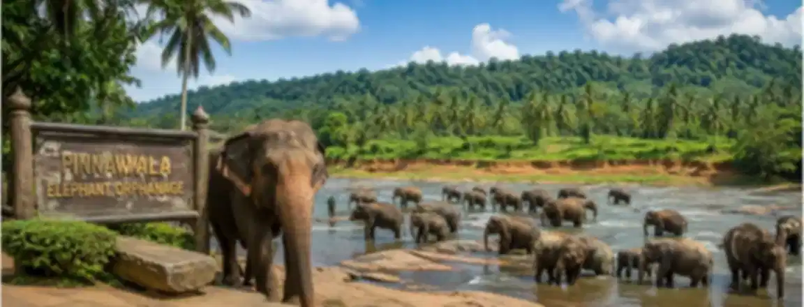 Pinnawala Elephant Orphanage: Complete Visitor Guide
