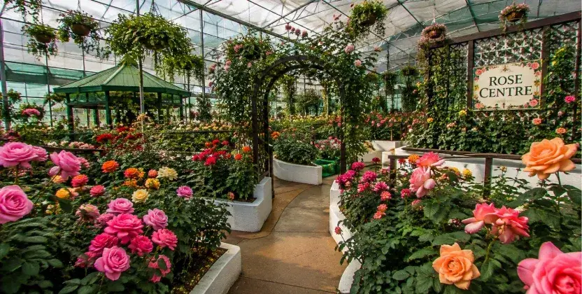 Rose Centre filled with vibrant roses, among beautiful places to visit in Cameron Highlands