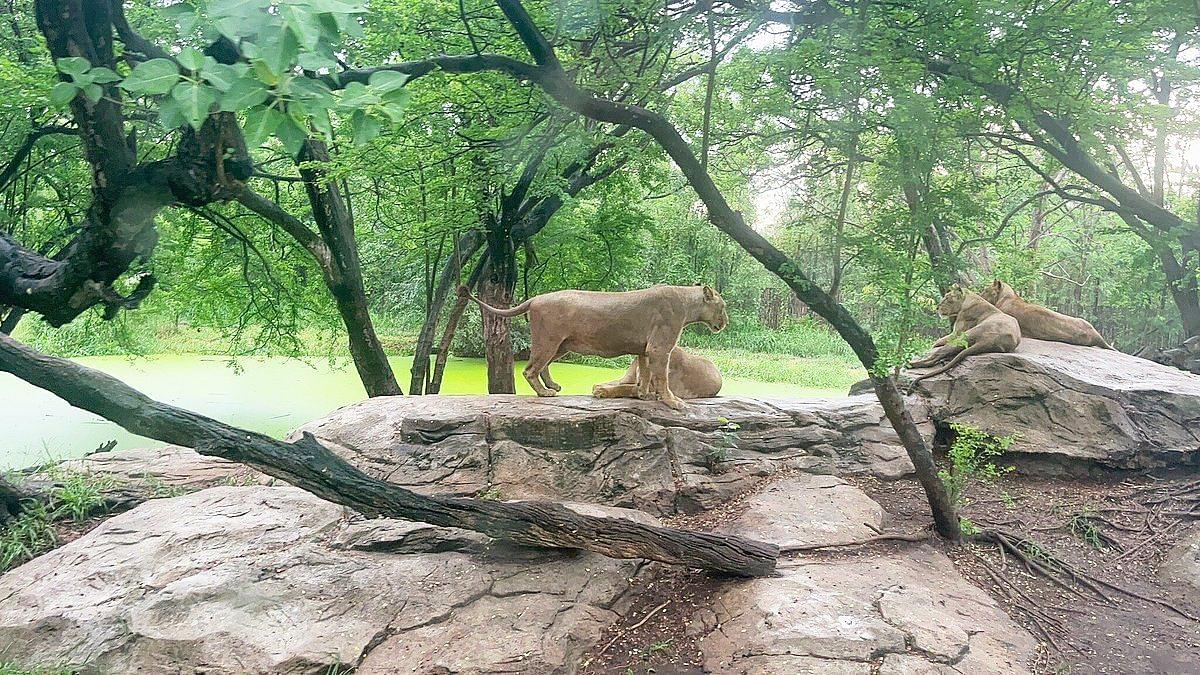 Safari World and Marine Park.jpeg