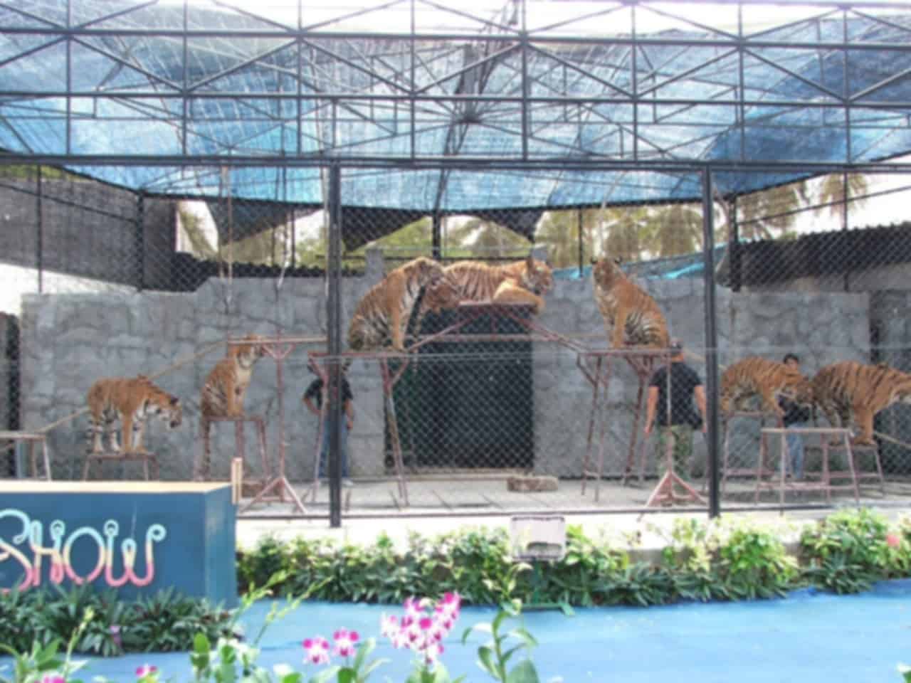 Samui Aquarium and Tiger Zoo, Koh Samui - Discover Marine Life & Widlife