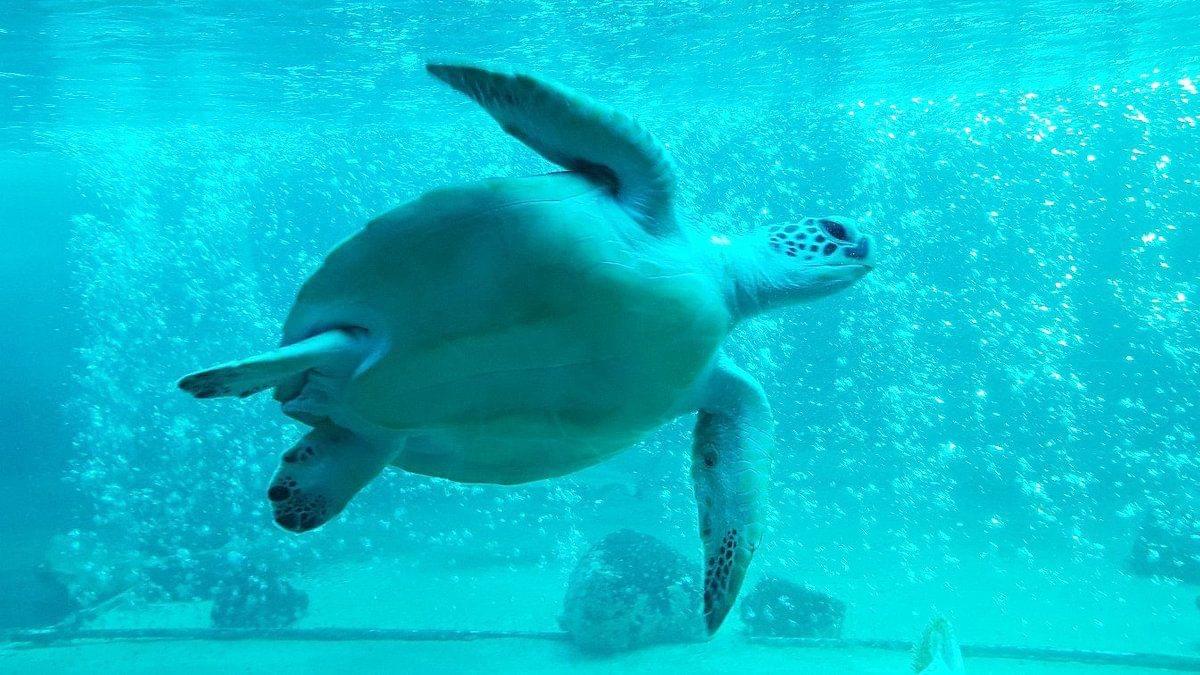 Samui Aquarium and Tiger Zoo