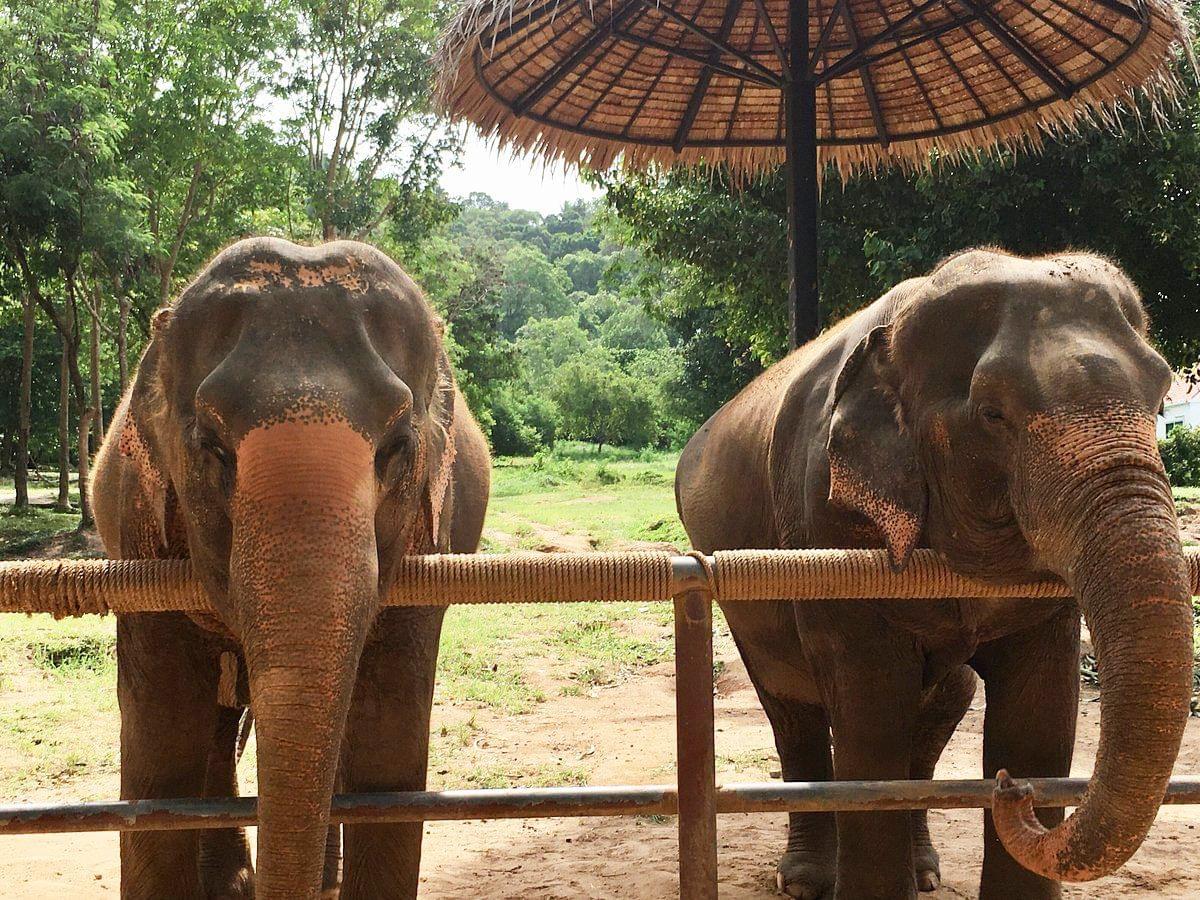 Samui Elephant Sanctuary
