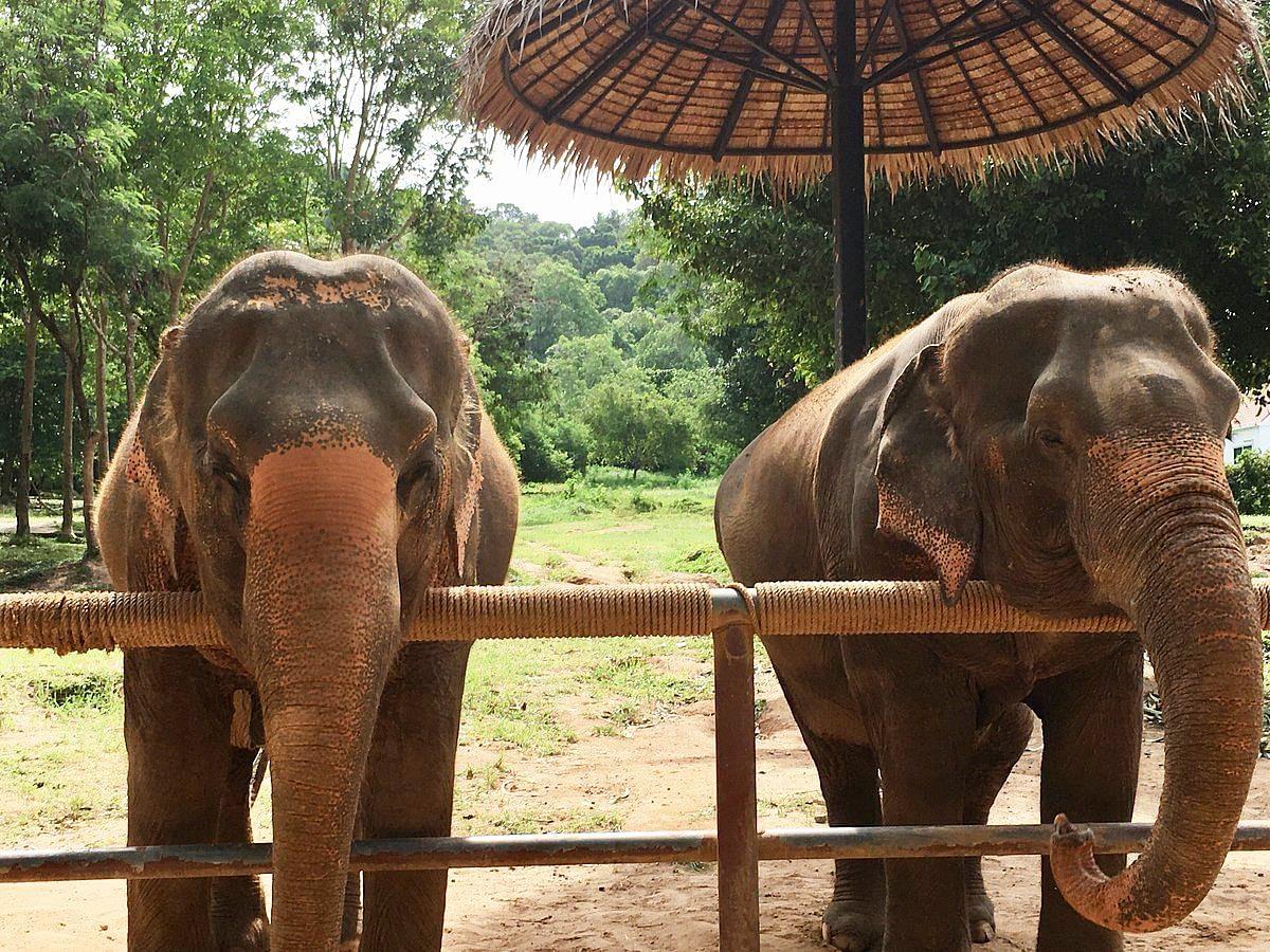 Samui Elephant Sanctuary.jpeg