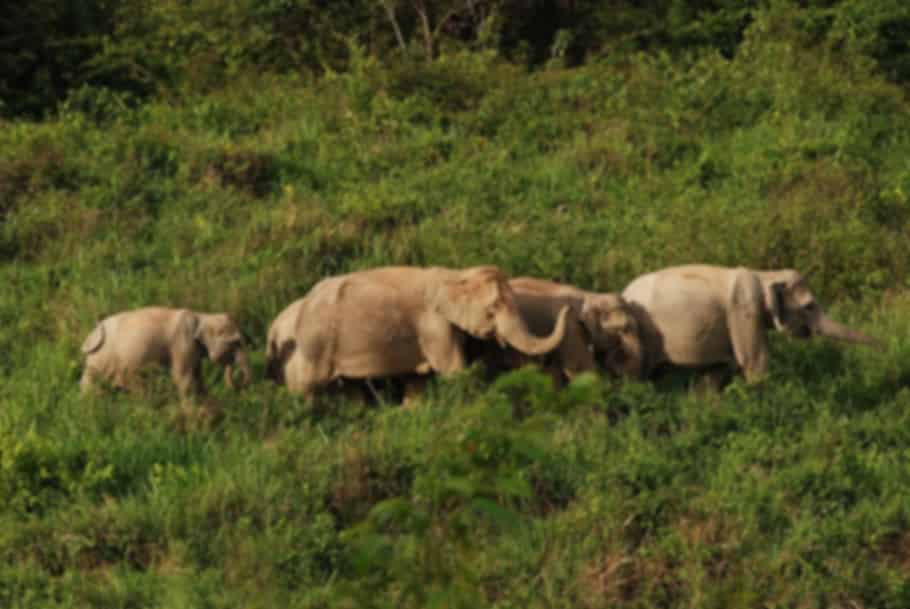 Samui Elephant Sanctuary Koh Samui Guide: Tickets, Highlights & Visiting Tips