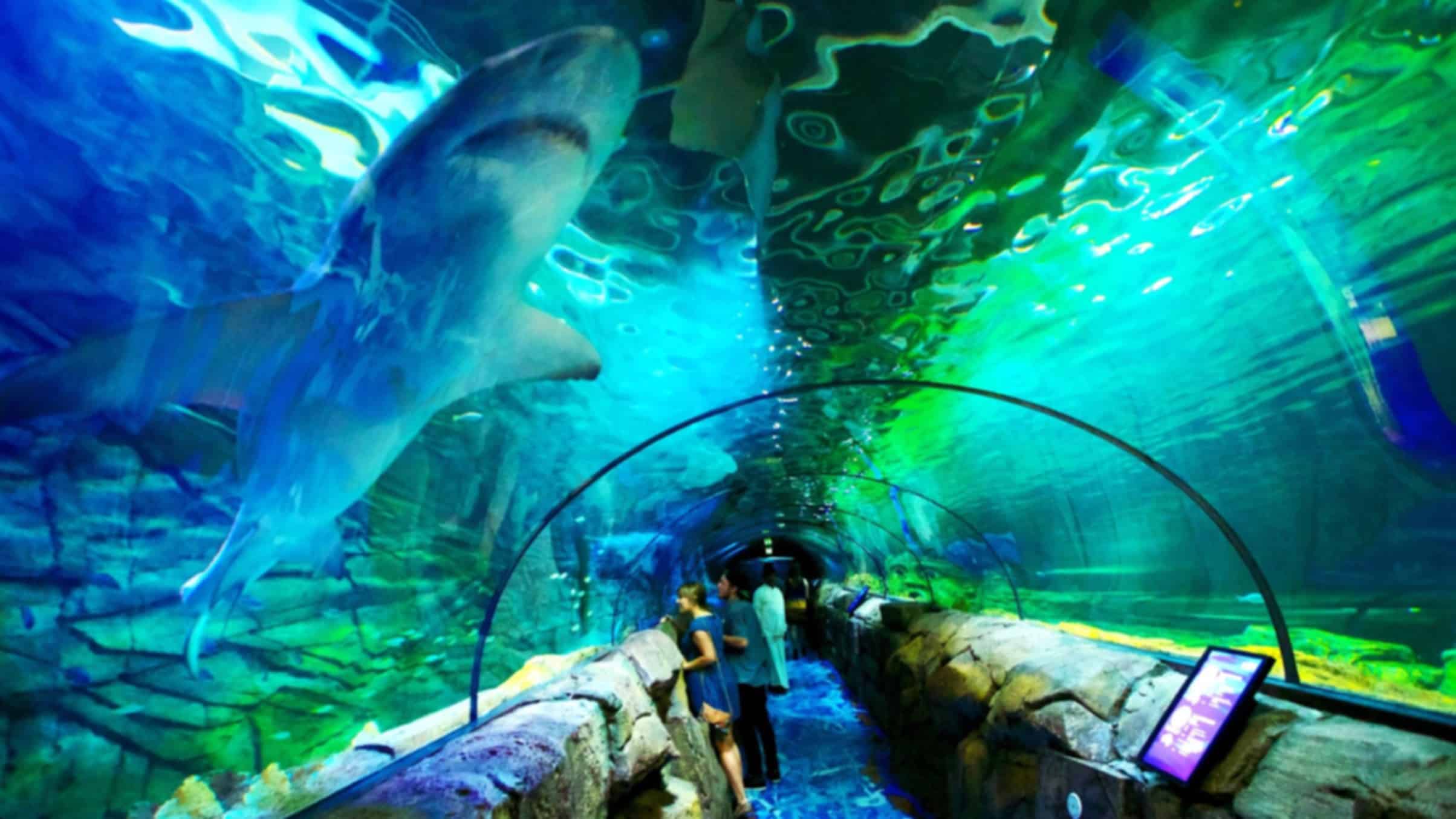 SEA LIFE Sydney Aquarium 2026: Explore Australia’s Underwater Wonders