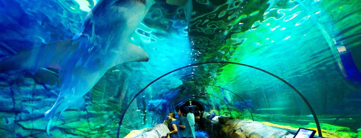 Sea Life Sydney Aquarium
