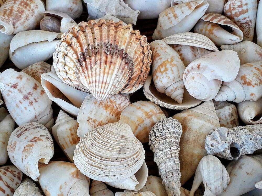 Sea shells