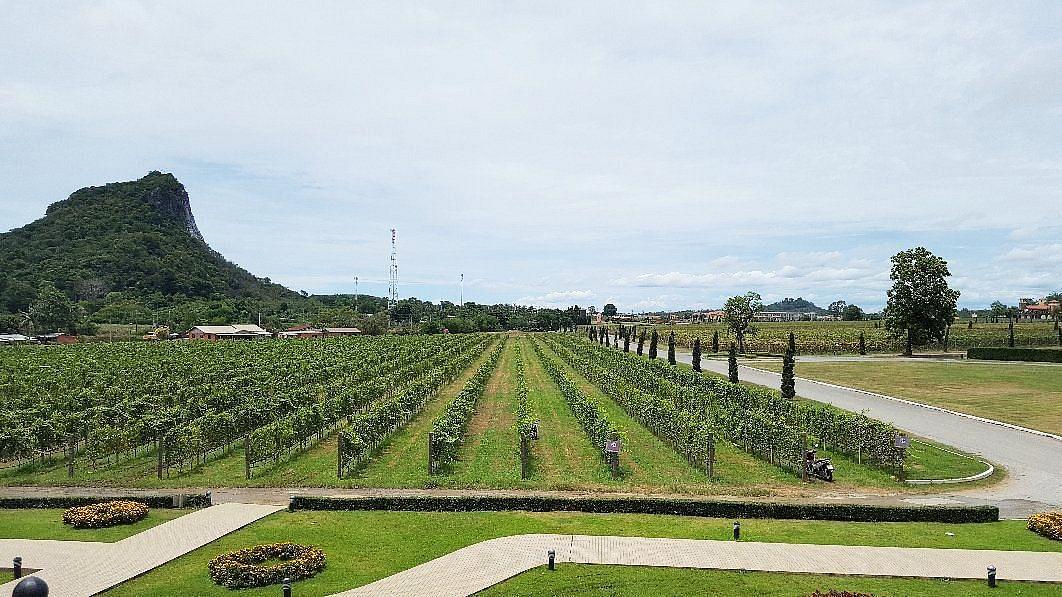 Silverlake Vineyard1.jpeg