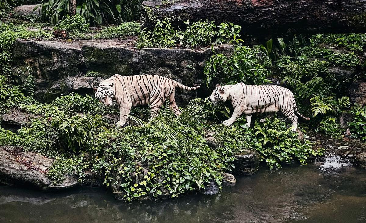 Singapore Zoo