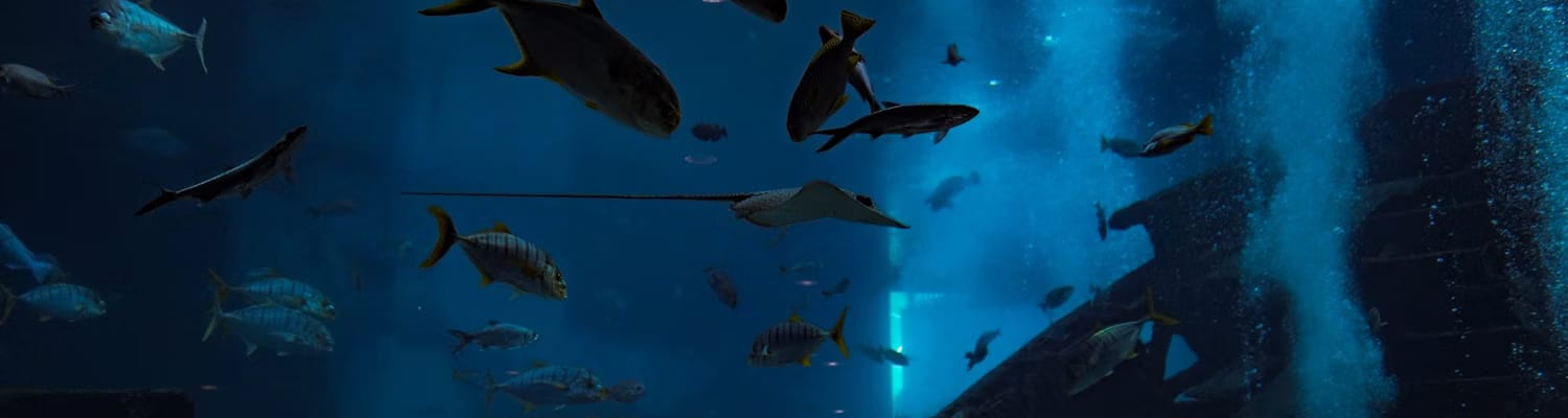 Snorkeling in Singapore