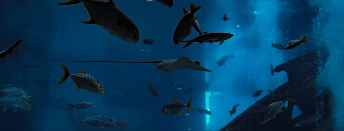 Snorkeling in Singapore