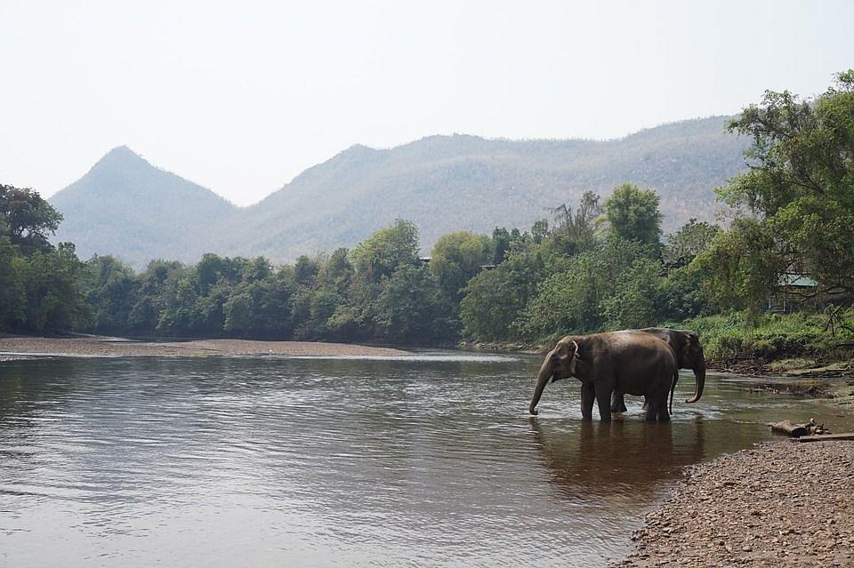 Spend time with elephants.jpeg