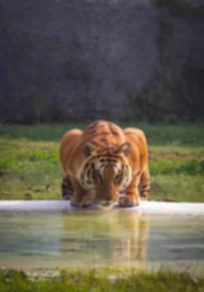 Tiger Topia Sriracha Zoo: Tigers, Wildlife Shows, Tickets & Visitor Guide