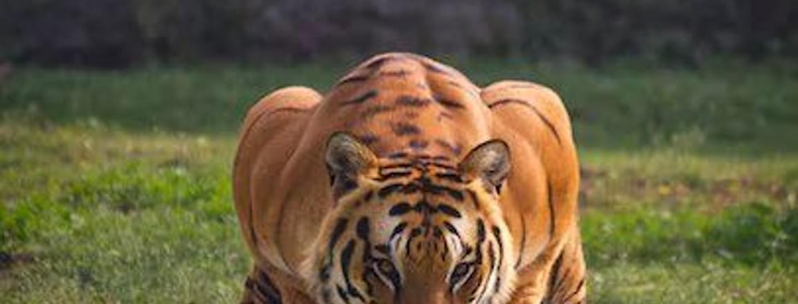 Sriracha Tiger Zoo.jpg