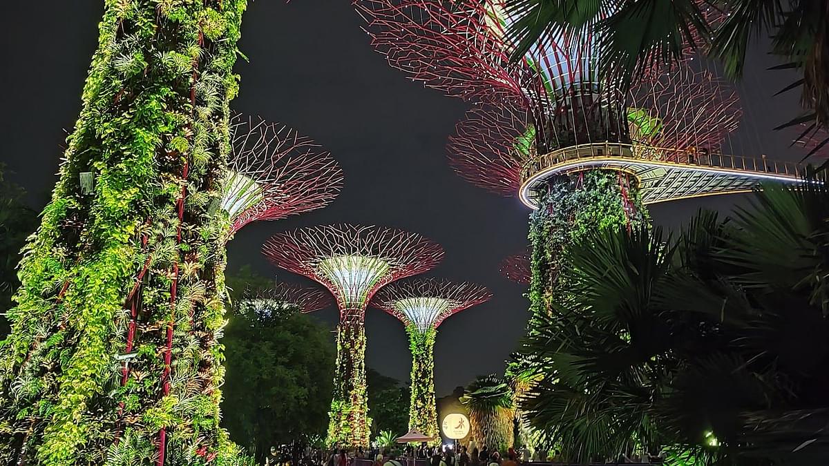 Supertree Grove Night View