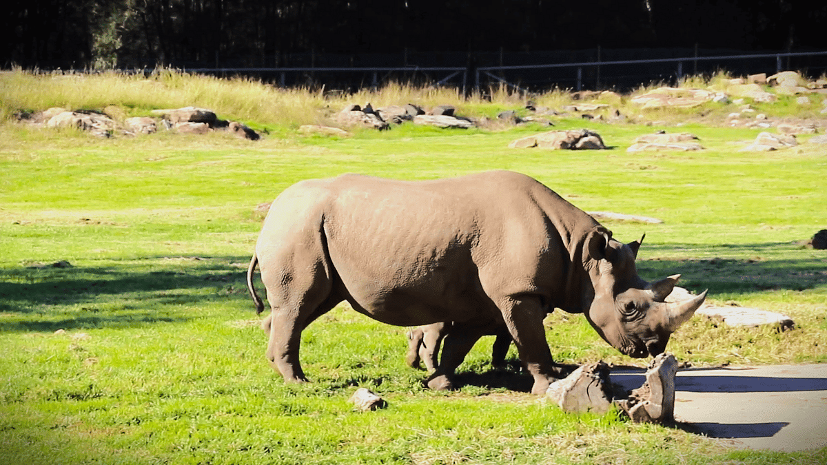 Taronga zoo Wildlife