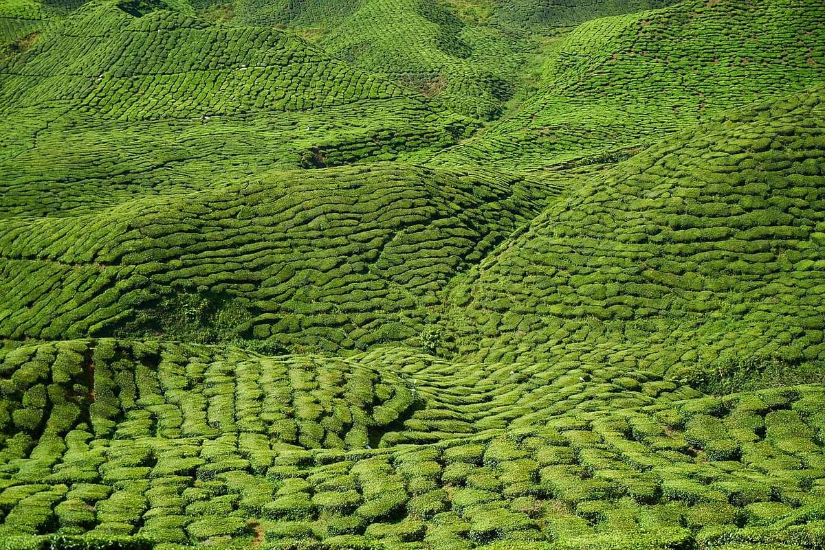 Tea Gardens in Assam