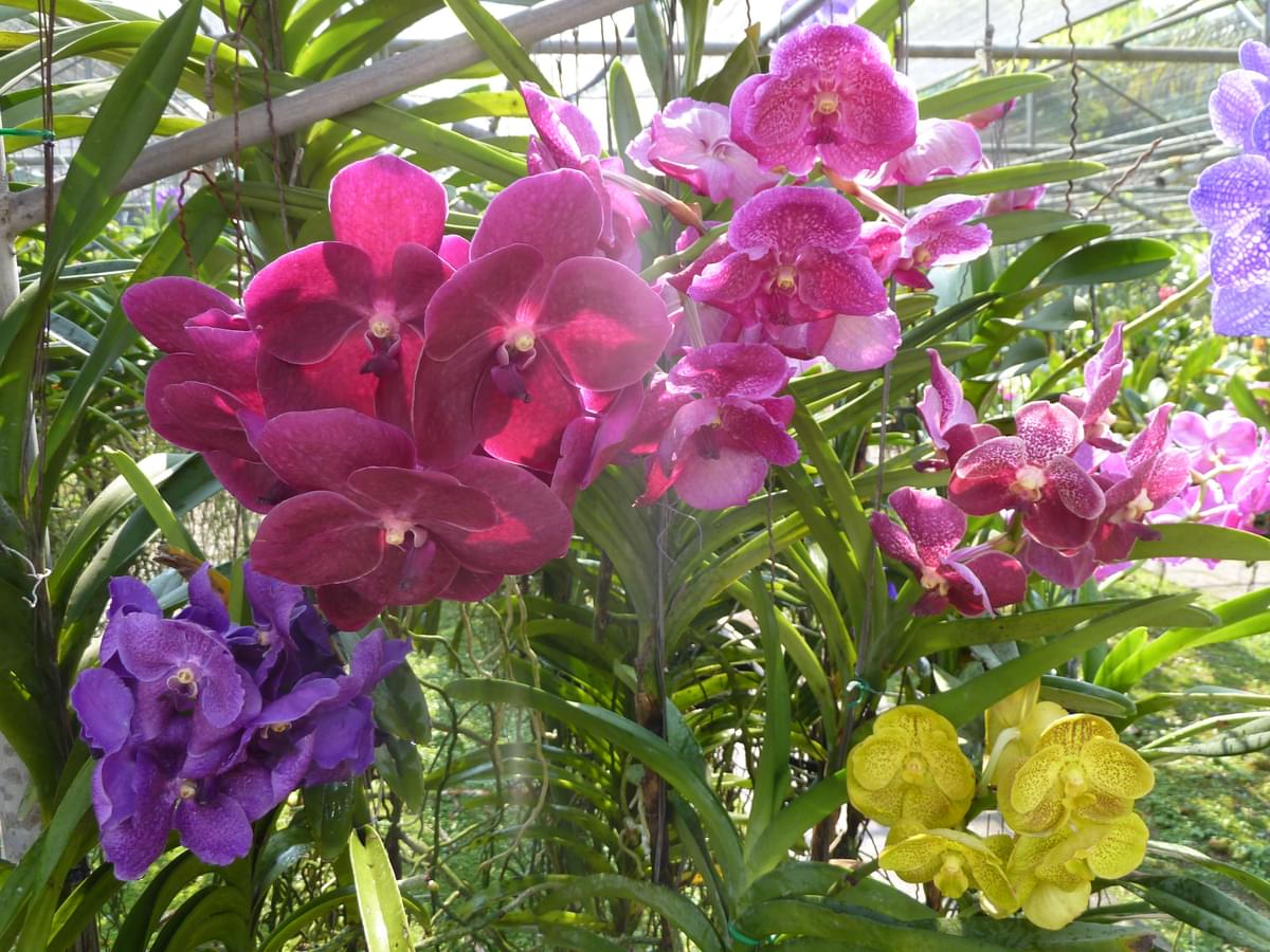 Thai Orchids