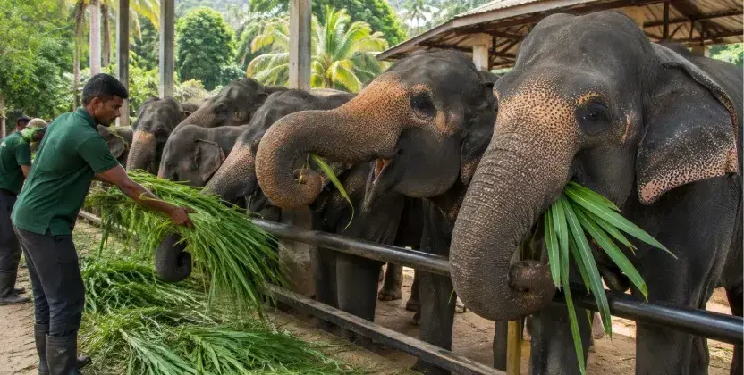 Elephants reaching for fresh grass during feeding time