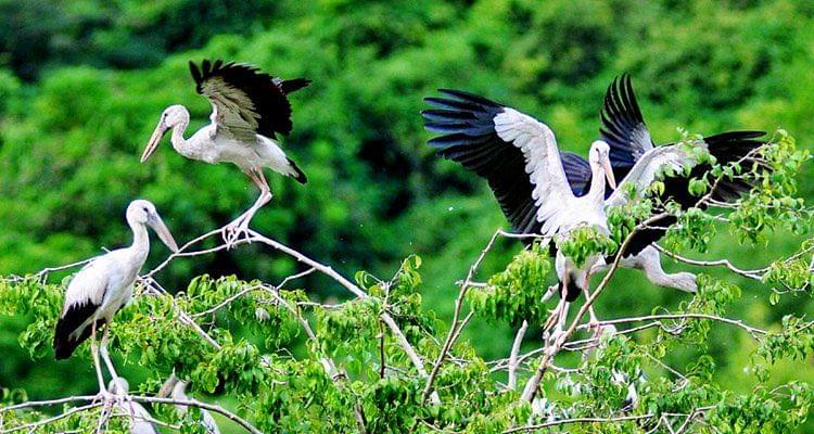 Thung Nham Bird Garden