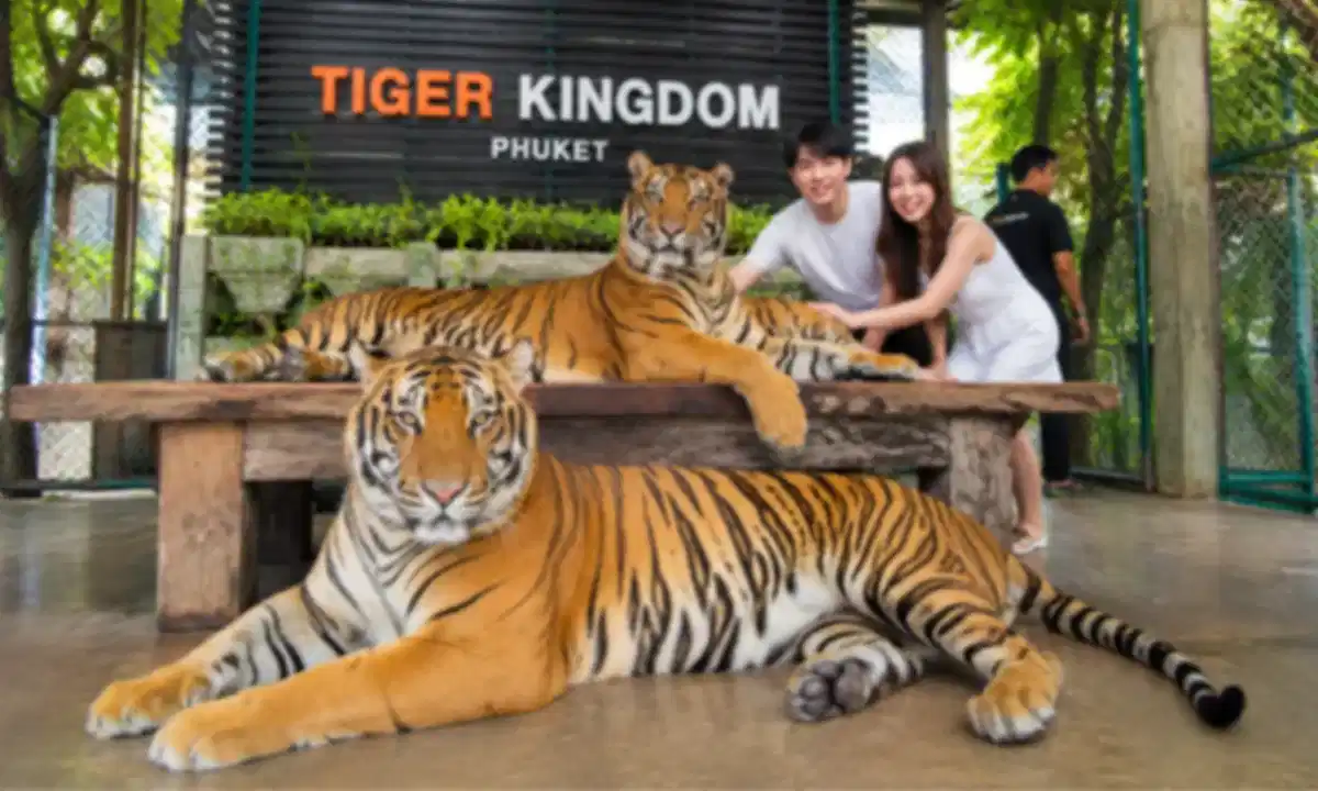 Tiger Kingdom in Phuket 2026: Tickets, Safety, & Visitor Guide