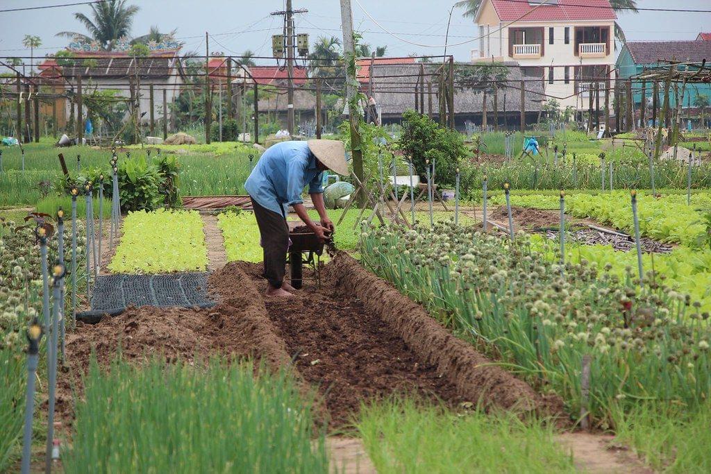 Tra Que Vegetable Village