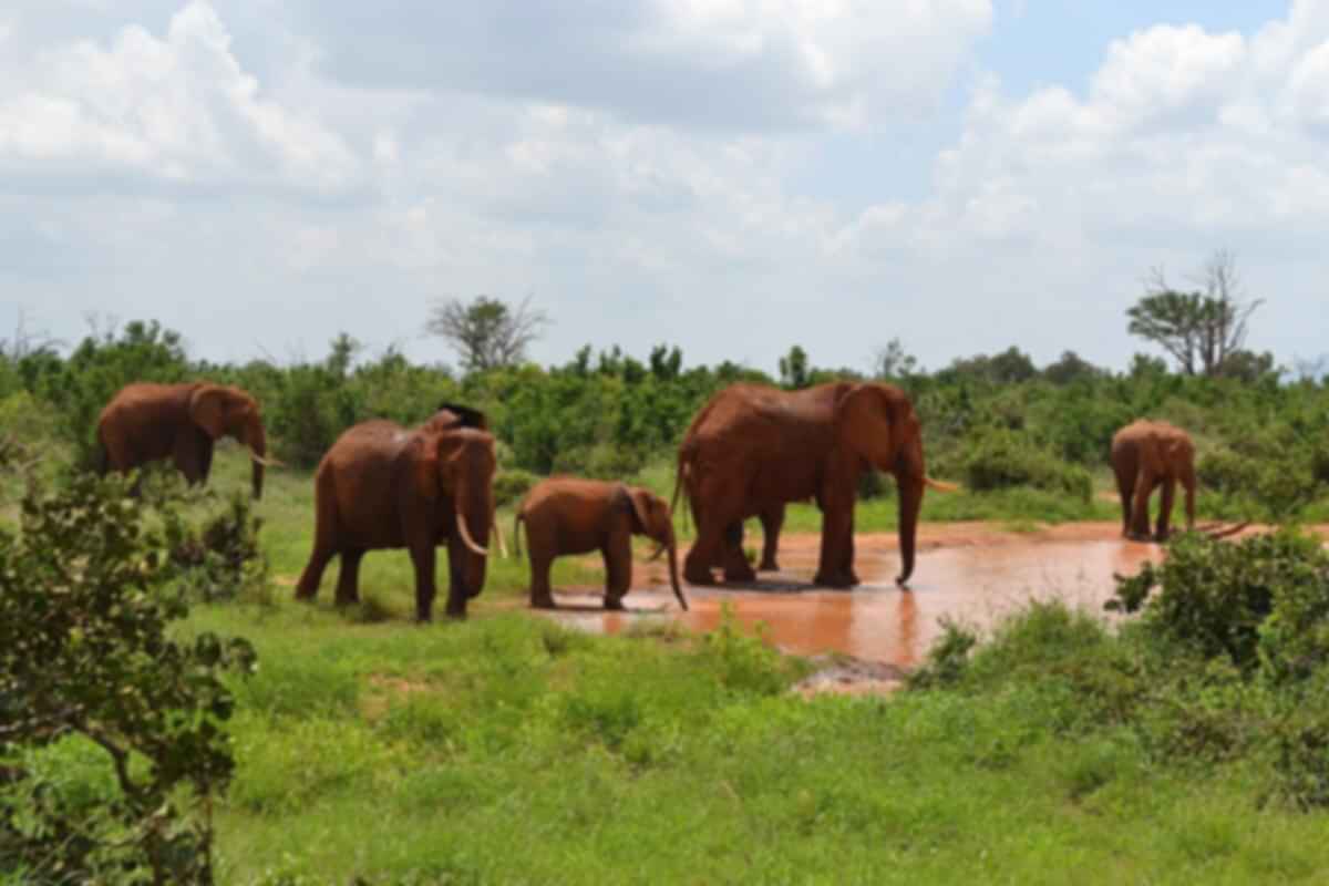 https://images.pickyourtrail.com/Tsavo_East_and_West_National_Parks_ea94806a68.jpg?dpr=1&q=40