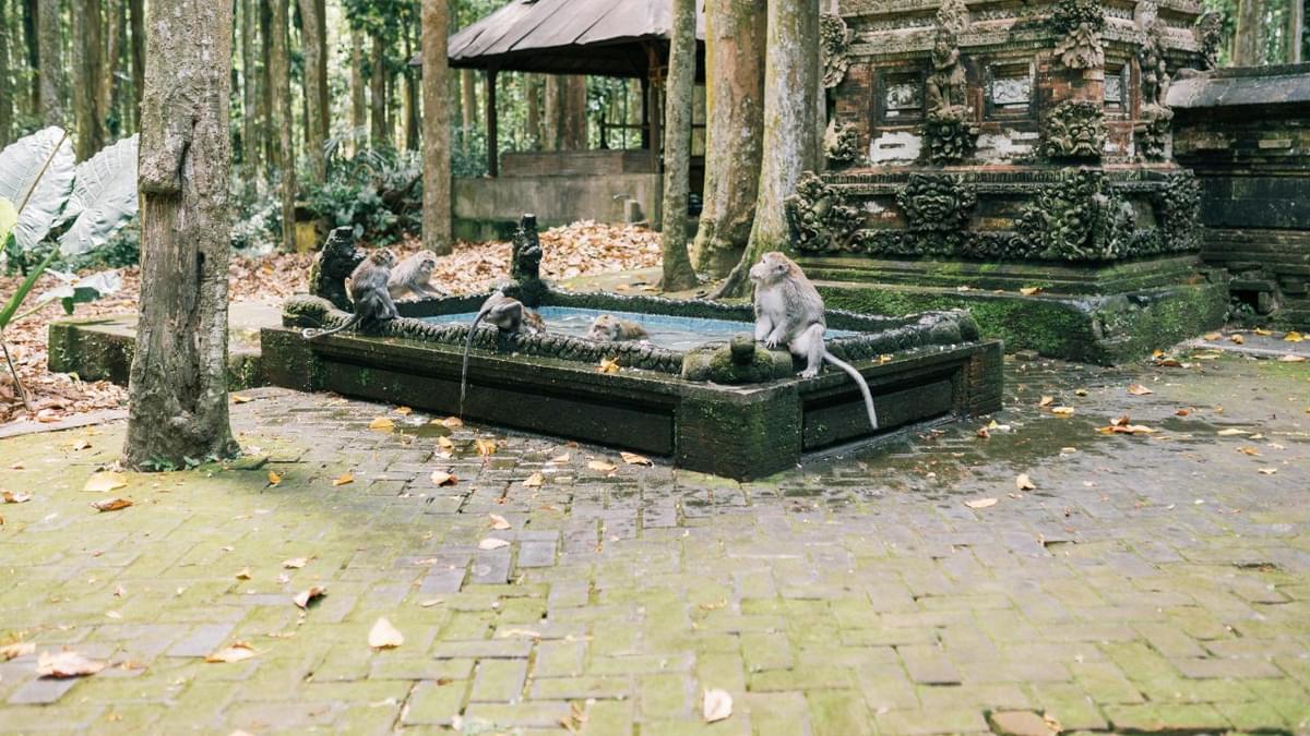 Ubud Monkey Forest in Bali