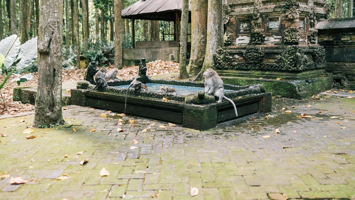 Ubud Monkey Forest in Bali