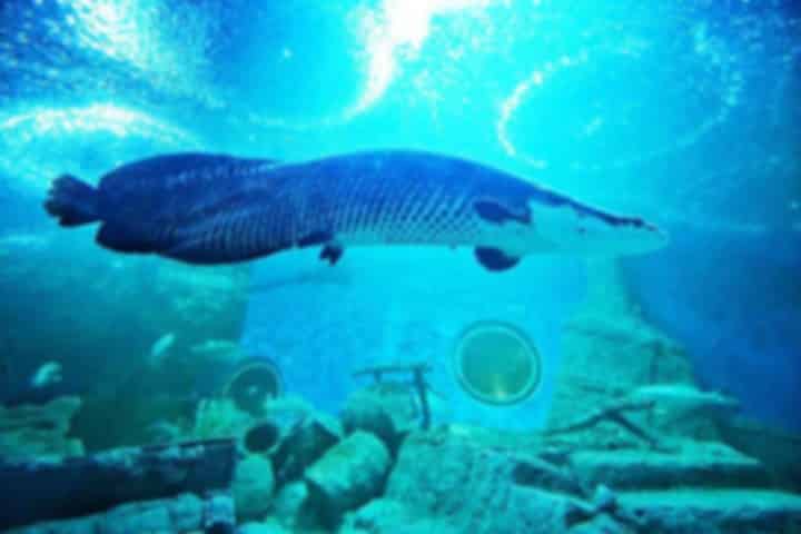Underwater World Pattaya – Complete Travel Guide 2026