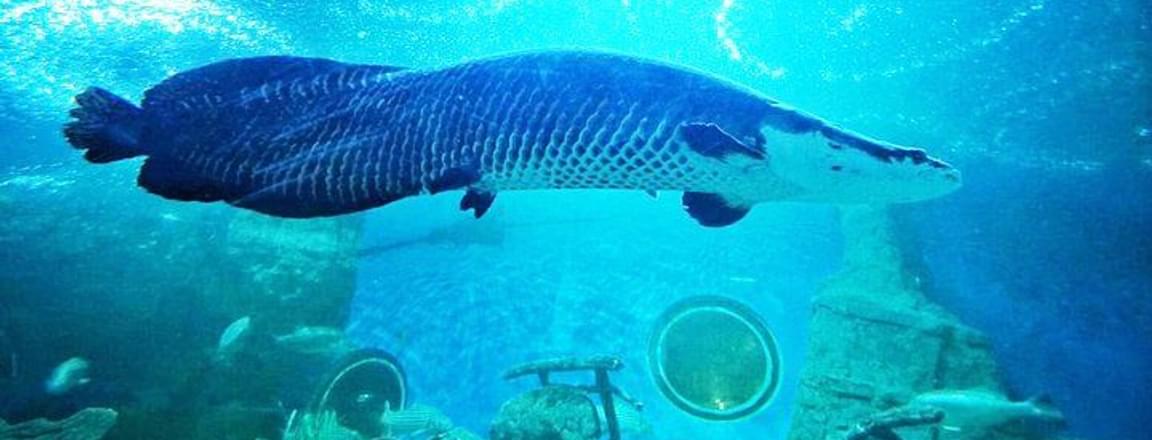 Underwater World Pattaya.jpeg