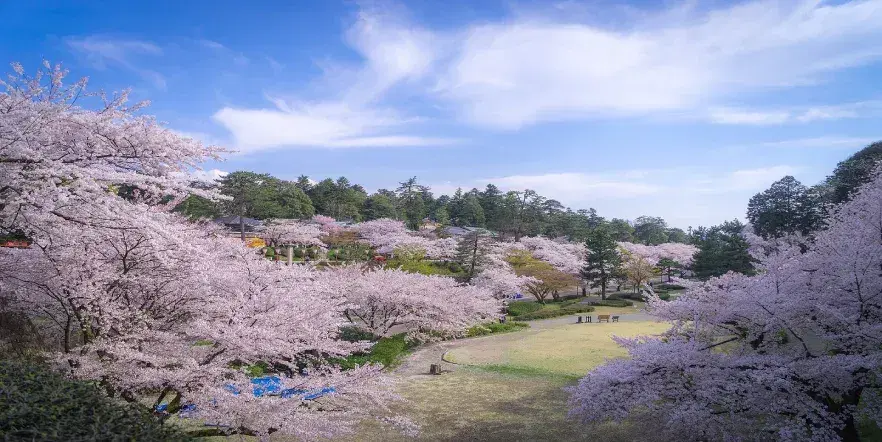 Why May Is Emerging as India’s Preferred Month to Visit Japan.webp