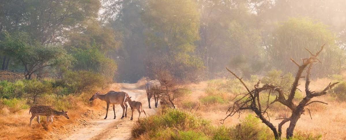 Wildlife Safari in Rajasthan