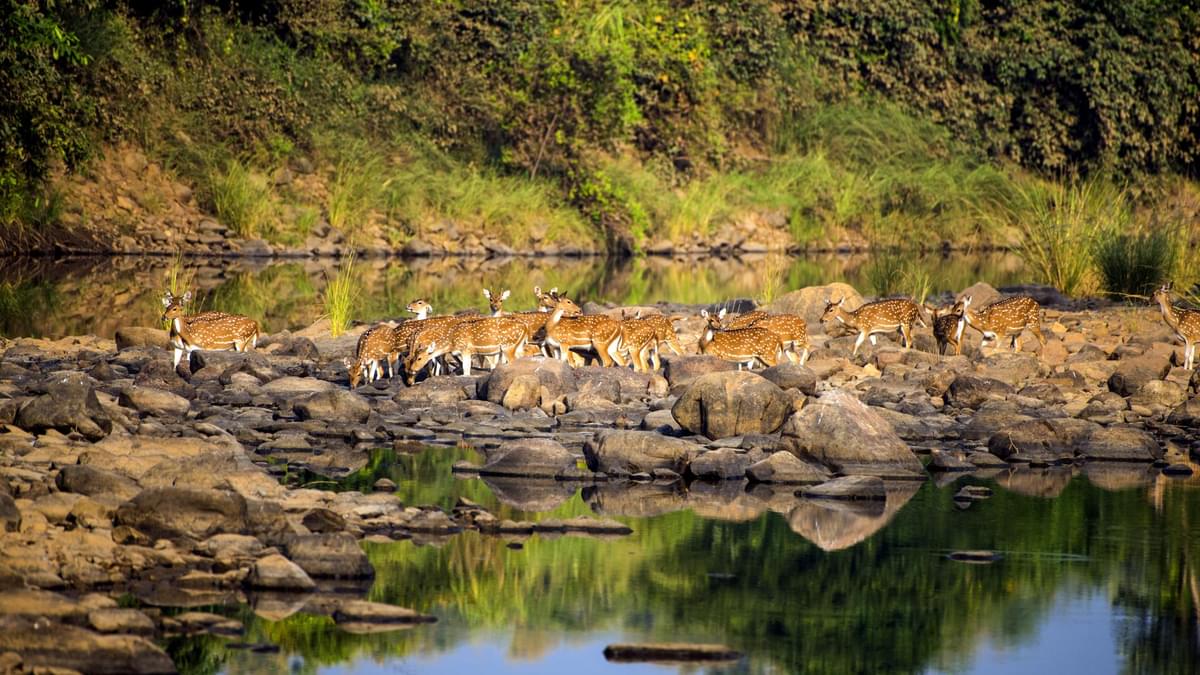Wildlife Safari in Madhya Pradesh