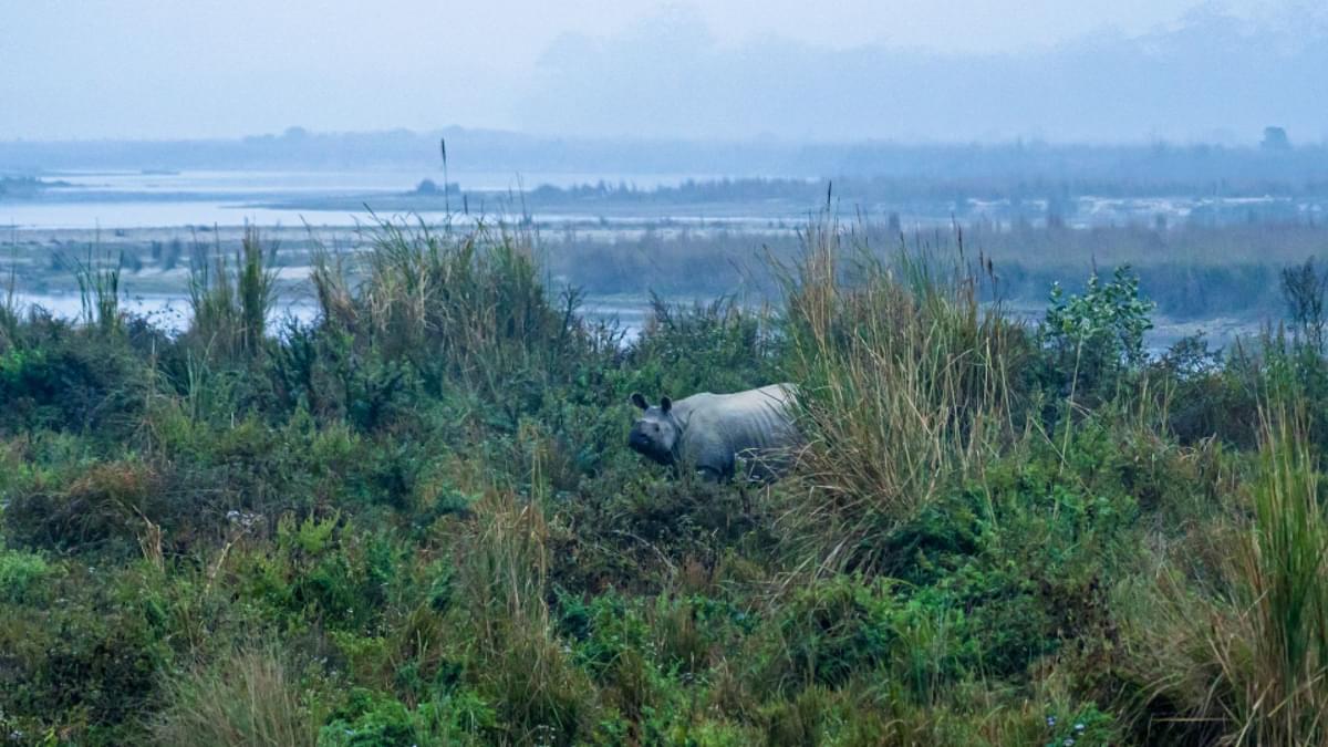 Wildlife Tourism in Assam
