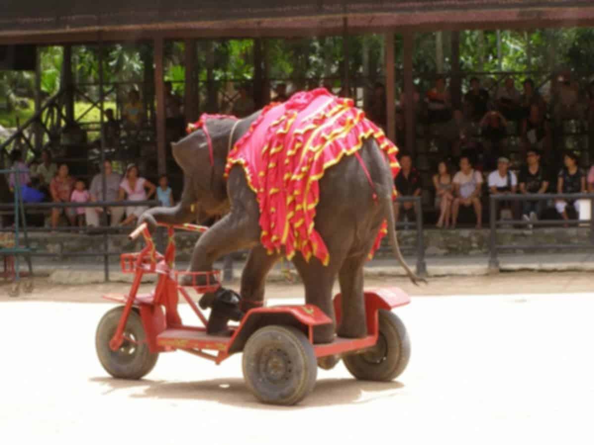 Elephant Village in Pattaya: Complete 2026 Guide to Wildlife Experiences, Activities & Ethical Tourism